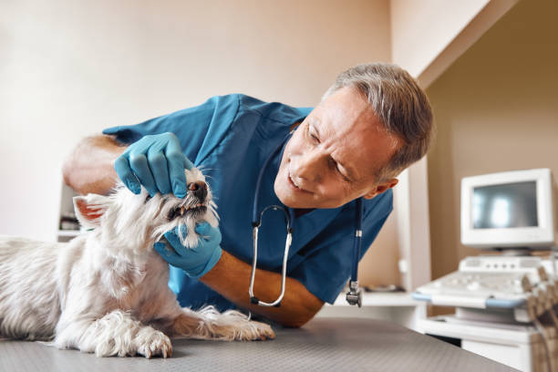 Best Pediatric Emergency Dentist in Ambler, PA